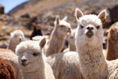 A group of alpacas